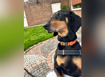 Handlicher, gepflegter, verspielter Kurzhaardackel ähnl. Hundejunge, 5J., Kastriert