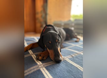 Handlicher, gepflegter, verspielter Kurzhaardackel ähnl. Hundejunge, 5J., Kastriert