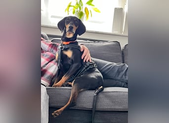 Handlicher, gepflegter, verspielter Kurzhaardackel ähnl. Hundejunge, 5J., Kastriert
