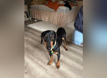 Handlicher, gepflegter, verspielter Kurzhaardackel ähnl. Hundejunge, 5J., Kastriert