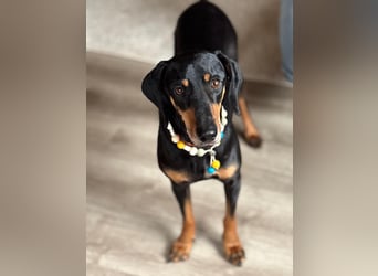 Handlicher, gepflegter, verspielter Kurzhaardackel ähnl. Hundejunge, 5J., Kastriert