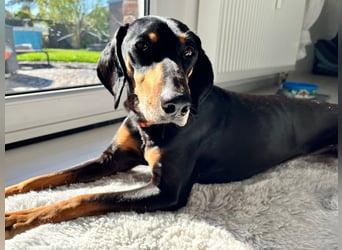 Handlicher, gepflegter, verspielter Kurzhaardackel ähnl. Hundejunge, 5J., Kastriert