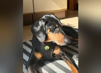 Handlicher, gepflegter, verspielter Kurzhaardackel ähnl. Hundejunge, 5J., Kastriert