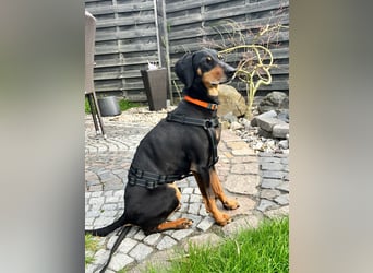 Handlicher, gepflegter, verspielter Kurzhaardackel ähnl. Hundejunge, 5J., Kastriert