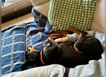 Handlicher, gepflegter, verspielter Kurzhaardackel ähnl. Hundejunge, 5J., Kastriert