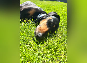 Handlicher, gepflegter, verspielter Kurzhaardackel ähnl. Hundejunge, 5J., Kastriert