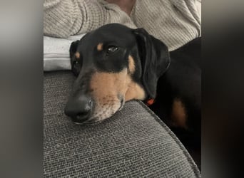 Handlicher, gepflegter, verspielter Kurzhaardackel ähnl. Hundejunge, 5J., Kastriert