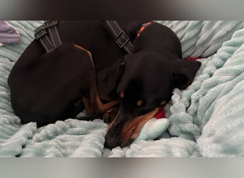 Handlicher, gepflegter, verspielter Kurzhaardackel ähnl. Hundejunge, 5J., Kastriert