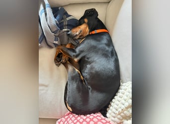 Handlicher, gepflegter, verspielter Kurzhaardackel ähnl. Hundejunge, 5J., Kastriert