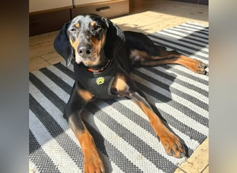Handlicher, gepflegter, verspielter Kurzhaardackel ähnl. Hundejunge, 5J., Kastriert
