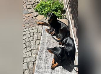 Handlicher, gepflegter, verspielter Kurzhaardackel ähnl. Hundejunge, 5J., Kastriert