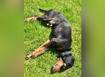 Handlicher, gepflegter, verspielter Kurzhaardackel ähnl. Hundejunge, 5J., Kastriert
