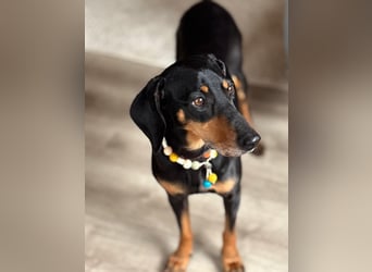 Handlicher, gepflegter, verspielter Kurzhaardackel ähnl. Hundejunge, 5J., Kastriert