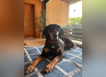 Handlicher, gepflegter, verspielter Kurzhaardackel ähnl. Hundejunge, 5J., Kastriert