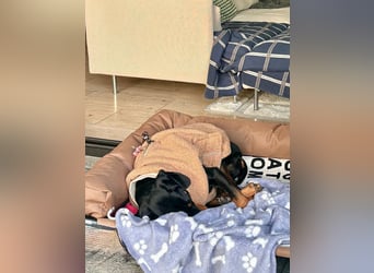 Handlicher, gepflegter, verspielter Kurzhaardackel ähnl. Hundejunge, 5J., Kastriert