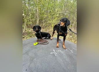 Handlicher, gepflegter, verspielter Kurzhaardackel ähnl. Hundejunge, 5J., Kastriert