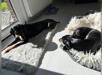 Handlicher, gepflegter, verspielter Kurzhaardackel ähnl. Hundejunge, 5J., Kastriert