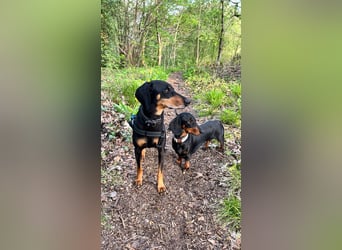 Handlicher, gepflegter, verspielter Kurzhaardackel ähnl. Hundejunge, 5J., Kastriert