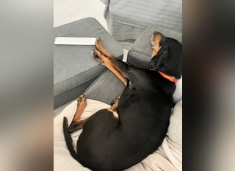 Handlicher, gepflegter, verspielter Kurzhaardackel ähnl. Hundejunge, 5J., Kastriert