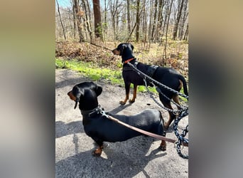 Handlicher, gepflegter, verspielter Kurzhaardackel ähnl. Hundejunge, 5J., Kastriert