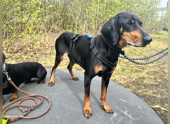 Handlicher, gepflegter, verspielter Kurzhaardackel ähnl. Hundejunge, 5J., Kastriert