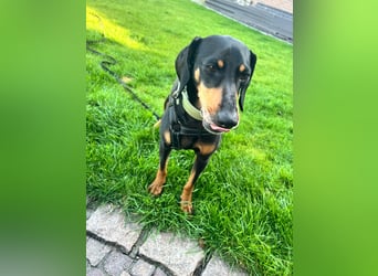 Handlicher, gepflegter, verspielter Kurzhaardackel ähnl. Hundejunge, 5J., Kastriert