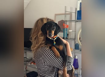Handlicher, gepflegter, verspielter Kurzhaardackel ähnl. Hundejunge, 5J., Kastriert