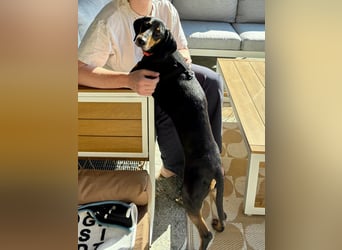 Handlicher, gepflegter, verspielter Kurzhaardackel ähnl. Hundejunge, 5J., Kastriert