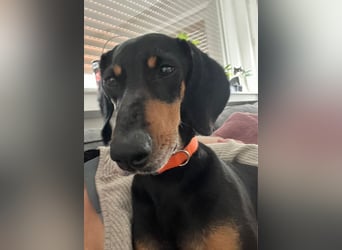 Handlicher, gepflegter, verspielter Kurzhaardackel ähnl. Hundejunge, 5J., Kastriert