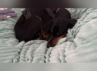 Handlicher, gepflegter, verspielter Kurzhaardackel ähnl. Hundejunge, 5J., Kastriert