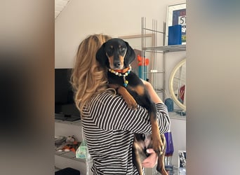 Handlicher, gepflegter, verspielter Kurzhaardackel ähnl. Hundejunge, 5J., Kastriert