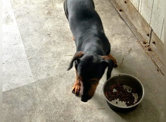 Dackel Enno sucht eine neue Familie