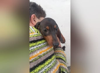 Azir PP– Dackelwelpe träumt von schöner Zukunft