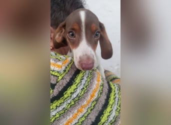 Alejandro PP– Kleiner Dackel würde gerne auf große Reise gehen