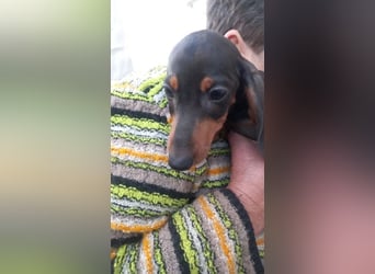 Azir PP– Dackelwelpe träumt von schöner Zukunft