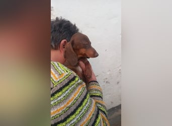 Avani PP– kleine Dackelin wartet auf ein warmes Körbchen