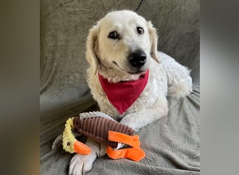 Bársony - Sanftes Kuvasz-Mädchen sucht Geborgenheit