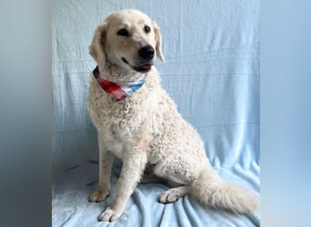 Bársony - Sanftes Kuvasz-Mädchen sucht Geborgenheit