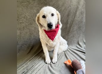 Bársony - Sanftes Kuvasz-Mädchen sucht Geborgenheit
