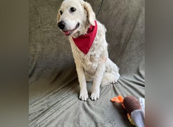 Bársony - Sanftes Kuvasz-Mädchen sucht Geborgenheit