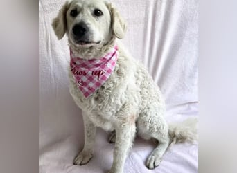 Bársony - Sanftes Kuvasz-Mädchen sucht Geborgenheit
