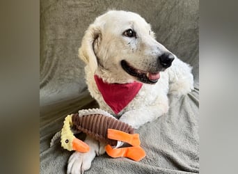 Bársony - Sanftes Kuvasz-Mädchen sucht Geborgenheit