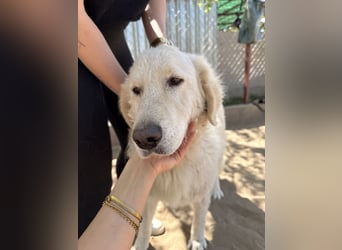 Bihar Großer Kuschelbär sucht sein Zuhause!