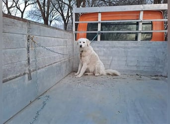 "Bianka", zurückhaltende Kuvasz-Hündin, Sie wünscht sich dass sie wieder ein Zuhause haben darf