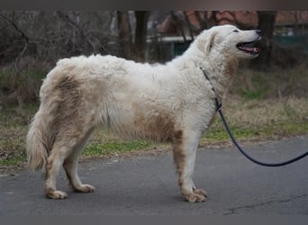 "Bianka", zurückhaltende Kuvasz-Hündin, Sie wünscht sich dass sie wieder ein Zuhause haben darf