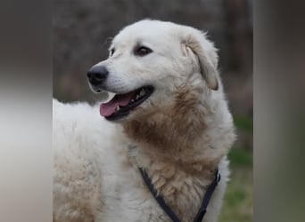 "Bianka", zurückhaltende Kuvasz-Hündin, Sie wünscht sich dass sie wieder ein Zuhause haben darf