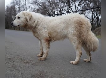 "Bianka", zurückhaltende Kuvasz-Hündin, Sie wünscht sich dass sie wieder ein Zuhause haben darf