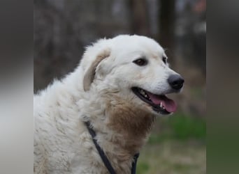 "Bianka", zurückhaltende Kuvasz-Hündin, Sie wünscht sich dass sie wieder ein Zuhause haben darf