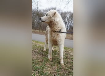 "Bianka", zurückhaltende Kuvasz-Hündin, Sie wünscht sich dass sie wieder ein Zuhause haben darf