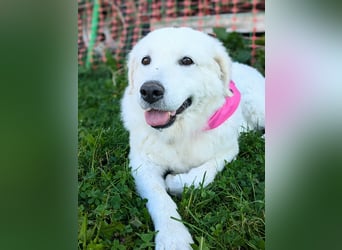 Suzy liebevolle freundliche Kuvasz Mischlingshündin